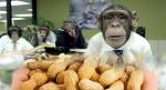 Behind the Scenes of Recruitment Agencies “If you pay peanuts, you get monkeys.”